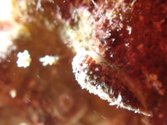 Cerithiopsis tubercularis