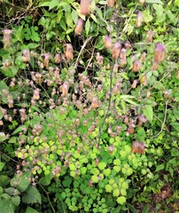 Thalictrum strigillosum