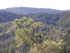 Pinus attenuata