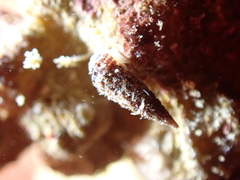 Cerithiopsis tubercularis