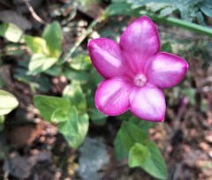 Spigelia scabrella