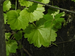 Begonia uniflora