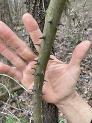 Smilax smallii
