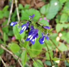 Salvia prunelloides