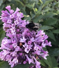 Bombus hypnorum