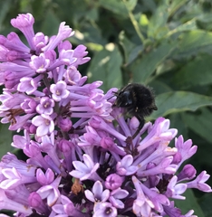 Bombus hypnorum