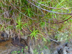 Dracophyllum sinclairii