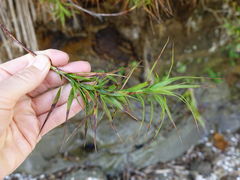 Dracophyllum sinclairii