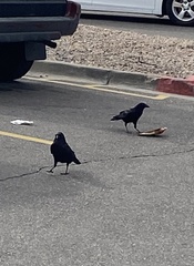 Corvus brachyrhynchos hesperis