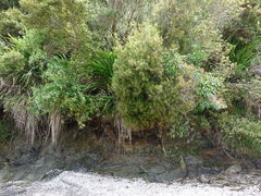 Dracophyllum sinclairii