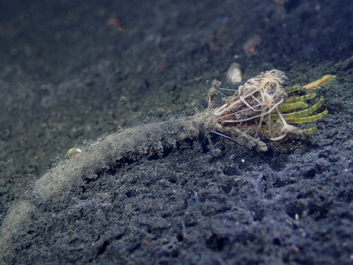 Pluimworm, Zeeuwse meren, 158_13_400, NL, photo 4 of 10