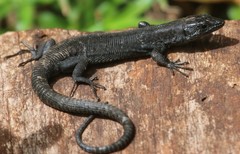 Adolfus kibonotensis