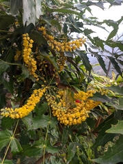 Berberis napaulensis