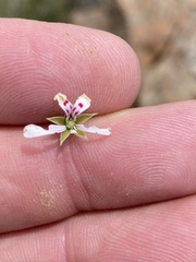 Pelargonium ranunculophyllum