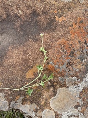 Pelargonium ranunculophyllum