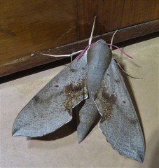 Hippotion rosae