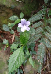 Strobilanthes flexicaulis