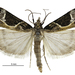 Eudonia melanaegis - Photo (c) Landcare Research New Zealand Ltd., some rights reserved (CC BY)