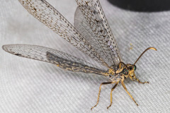 Scotoleon minutus