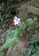Strobilanthes flexicaulis