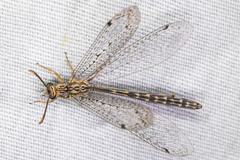 Scotoleon minutus