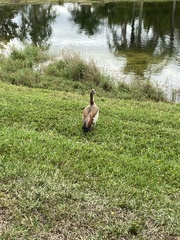 Alopochen aegyptiaca