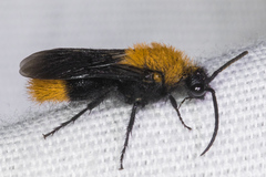 Dasymutilla arenivaga