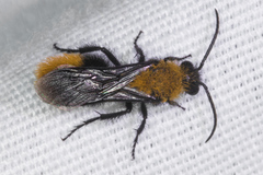 Dasymutilla arenivaga