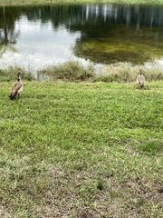 Alopochen aegyptiaca