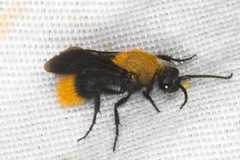 Dasymutilla arenivaga