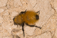 Dasymutilla arenivaga