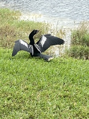 Anhinga anhinga