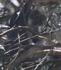 Cercopithecus mitis kolbi