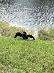 Anhinga anhinga