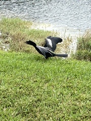 Anhinga anhinga