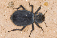 Stenomorpha confluens