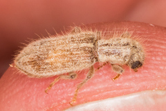 Cymatodera fuchsii