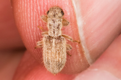 Cymatodera fuchsii