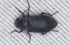 Chilometopon helopioides