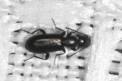 Vacusus confinis