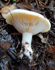 Lactarius evosmus