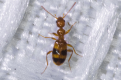 Acanthinus scitulus
