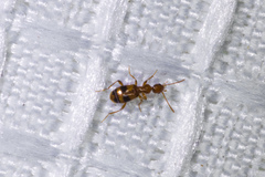 Acanthinus scitulus