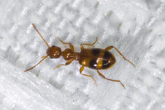 Acanthinus scitulus