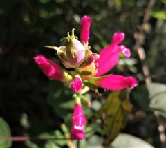 Salvia involucrata