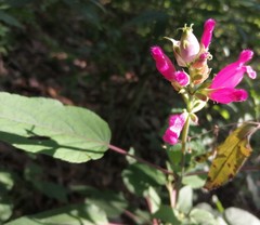 Salvia involucrata