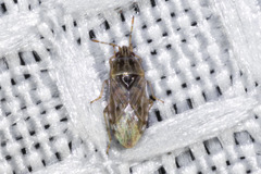 Holcocranum saturejae