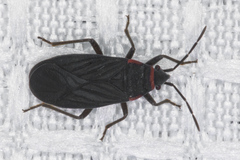 Melacoryphus rubicollis