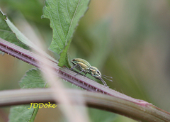 Naupactus auripes