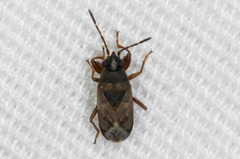 Peritrechus